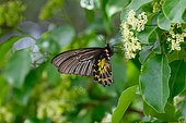 Common birdwing (Troides helena cerberus) Bach Ma National park, Vietnam