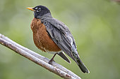 American robin (Turdus migratorius), Alaska, USA