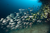Shoal of Crescent-tail Bigeye, Priacanthus hamrur, Ari Atoll, Indian Ocean, Maldives