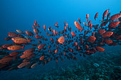 Shoal of Crescent-tail Bigeye, Priacanthus hamrur, Ari Atoll, Indian Ocean, Maldives