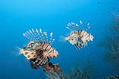 Devil Firefish, Pterois Miles, Felidhu Atoll, Indian Ocean, Maldives