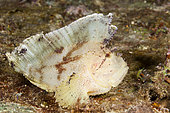 Yellow Leaf Fish, Taenionotus triacanthus, North Male Atoll, Indian Ocean, Maldives