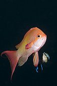 Cleaner Wrass cleans Lyretail Anthias, Labroides dimidiatus, Pseudanthias squamipinnis, North Male Atoll, Indian Ocean, Maldives