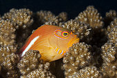 Arc-eye Hawkfish, Paracirrhites arcatus, North Male Atoll, Indian Ocean, Maldives