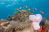 Maldives Anemonefishes, Amphiprion nigripes, Felidhu Atoll, Indian Ocean, Maldives