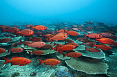 Shoal of Crescent-tail Bigeye, Priacanthus hamrur, Ari Atoll, Indian Ocean, Maldives