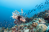 Devil Firefish, Pterois Miles, Felidhu Atoll, Indian Ocean, Maldives