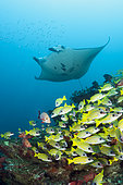 Reef Manta Ray and Bluestripe snapper, Manta alfredi, Lutjanus kasmira, Ari Atoll, Indian Ocean, Maldives