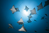 Group of Spotted Eagle Rays, Aetobatus narinari, Felidhu Atoll, Indian Ocean, Maldives