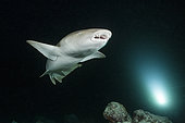 Nurse Shark at Night, Nebrius ferrugineus, Felidhu Atoll, Indian Ocean, Maldives