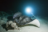 Blackspotted Stingray, Taeniura meyeni, Felidhu Atoll, Indian Ocean, Maldives
