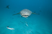 Nurse Shark, Nebrius ferrugineus, Felidhu Atoll, Indian Ocean, Maldives