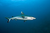 Injured Grey Reef Shark, Carcharhinus amblyrhynchos, Felidhu Atoll, Indian Ocean, Maldives