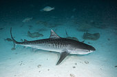 Tiger Shark, Galeocerdo cuvier, North Male Atoll, Maldives