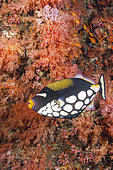 Clown Triggerfish, Balistoides conspicillum, Felidhu Atoll, Indian Ocean, Maldives