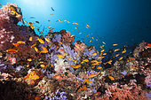 Colored Coral Reef, North Male Atoll, Indian Ocean, Maldives