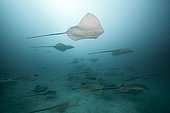 Pink Whipray, Pateobatis fai, North Male Atoll, Indian Ocean, Maldives