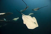 Pink Whipray, Pateobatis fai, North Male Atoll, Indian Ocean, Maldives