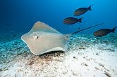Pink Whipray, Pateobatis fai, North Male Atoll, Indian Ocean, Maldives