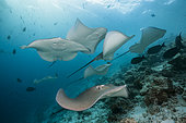 Pink Whipray, Pateobatis fai, North Male Atoll, Indian Ocean, Maldives