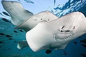 Pink Whipray, Pateobatis fai, North Male Atoll, Indian Ocean, Maldives