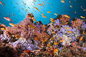 Colored Coral Reef, North Male Atoll, Indian Ocean, Maldives
