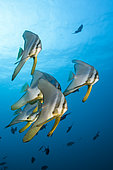 Shoal of Longfin Batfish, Platax teira, Ari Atoll, Indian Ocean, Maldives