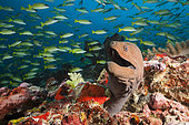 Giant Moray, Gymnothorax javanicus, Ari Atoll, Indian Ocean, Maldives