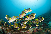 Shoal of Oriental Sweetlips, Plectorhinchus vittatus, North Ari Atoll, Indian Ocean, Maldives