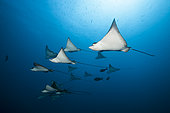 Group of Spotted Eagle Rays, Aetobatus narinari, Felidhu Atoll, Indian Ocean, Maldives