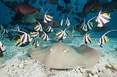 Pink Whipray, Pateobatis fai, North Male Atoll, Indian Ocean, Maldives
