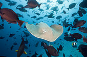 Pink Whipray, Pateobatis fai, North Male Atoll, Indian Ocean, Maldives