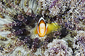Clarks Anemonefish, Amphiprion clarkii, Forgotten Islands, Indonesia