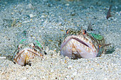 Reef Lizardfish, Synodus variegatus, Forgotten Islands, Indonesia