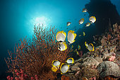 Panda Butterflyfishes, Chaetodon adiergastos, Raja Ampat, West Papua, Indonesia