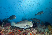 Shoal of Bumphead Parrotfishes, Bolbometopon muricatum, Raja Ampat, West Papua, Indonesia