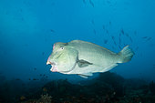 Bumphead Parrotfish, Bolbometopon muricatum, Raja Ampat, West Papua, Indonesia