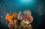 Colored Coral Reef, Raja Ampat, West Papua, Indonesia
