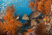 Coral Grouper in Coral Reef, Epinephelus sp., Raja Ampat, West Papua, Indonesia