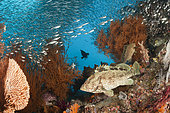Coral Grouper in Coral Reef, Epinephelus sp., Raja Ampat, West Papua, Indonesia