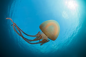 True jellyfish, Scyphozoa sp., Raja Ampat, West Papua, Indonesia