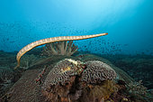 Chinese Sea Snake, Laticauda semifasciata, Manuk Island, Banda sea, Indonesia