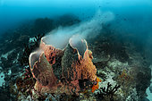Sponge spawning, Raja Ampat, West Papua, Indonesia