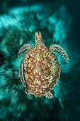 Green Sea Turtle, Chelonia mydas, Raja Ampat, West Papua, Indonesia