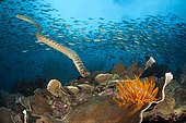 Chinese Sea Snake, Laticauda semifasciata, Manuk Island, Banda sea, Indonesia