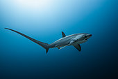Pelagic Thresher Shark, Alopias pelagicus, Malalpascua Island, Cebu, Philippines