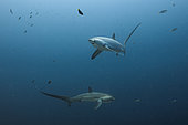 Pelagic Thresher Shark, Alopias pelagicus, Malalpascua Island, Cebu, Philippines