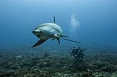 Pelagic Thresher Shark, Alopias pelagicus, Malalpascua Island, Cebu, Philippines