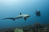 Pelagic Thresher Shark, Alopias pelagicus, Malalpascua Island, Cebu, Philippines