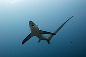 Pelagic Thresher Shark, Alopias pelagicus, Malalpascua Island, Cebu, Philippines